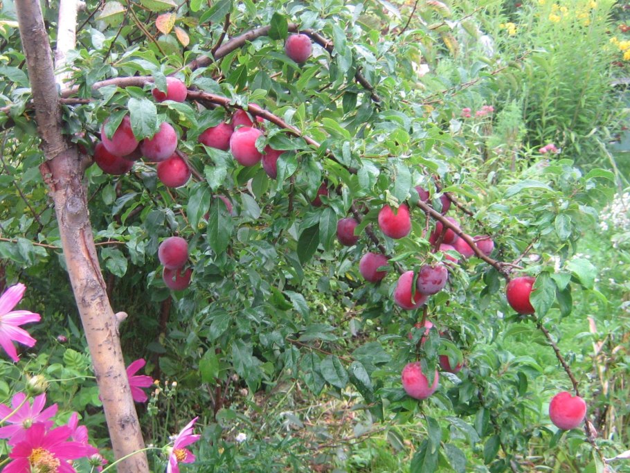 Слива на ветке