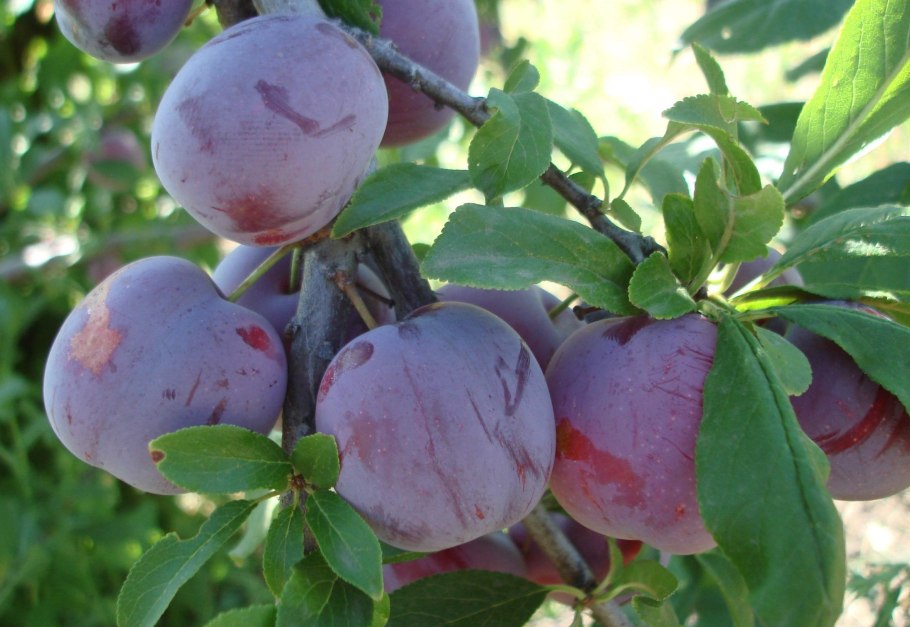 Формировка алычи