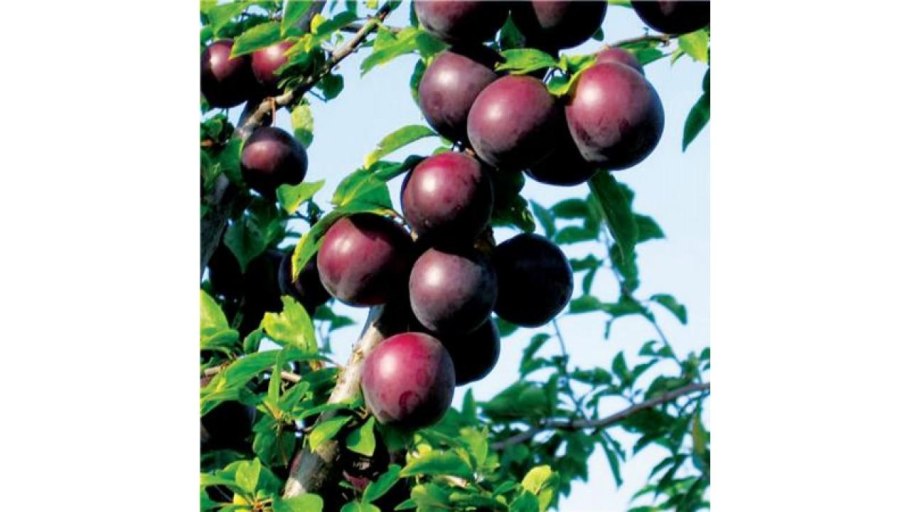 Слива алыча Несмеяна