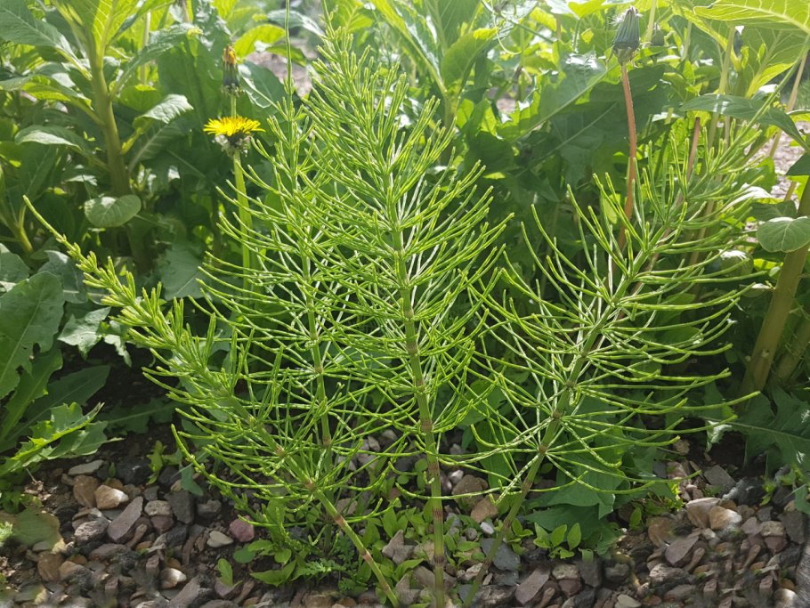 Хвощ Луговой весенний побег