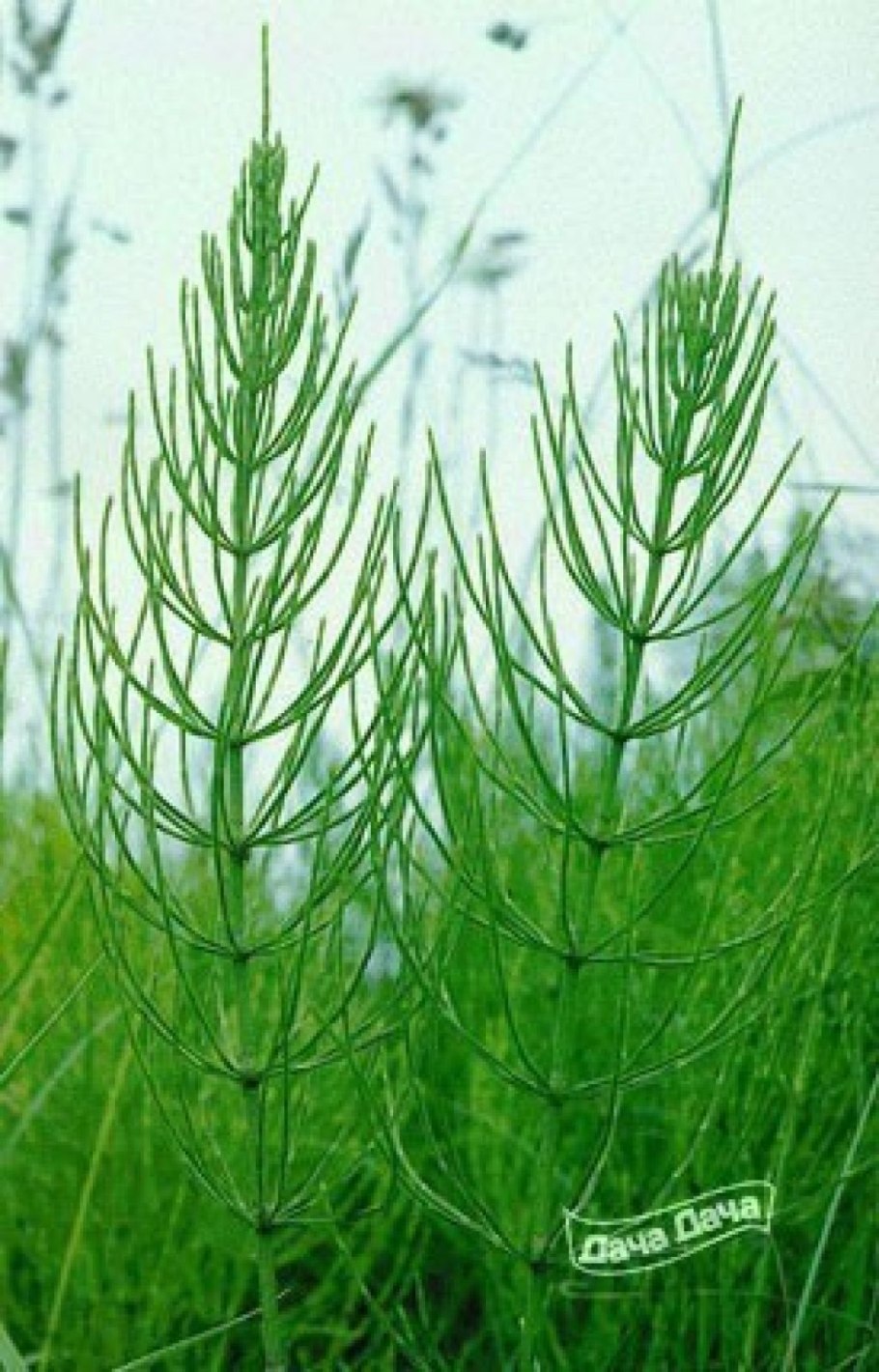 Хвощ полевой лекарственная трава