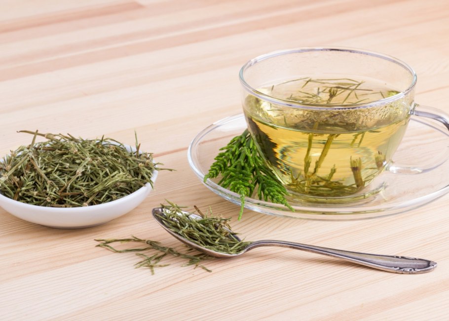 Хвощ полевой