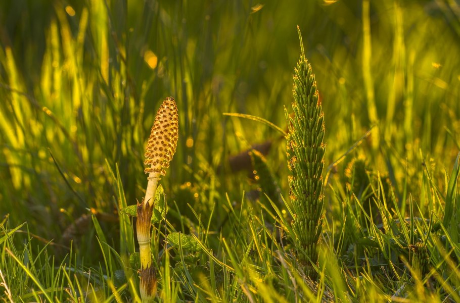 Хвощ полевой (Equisetum arvense)