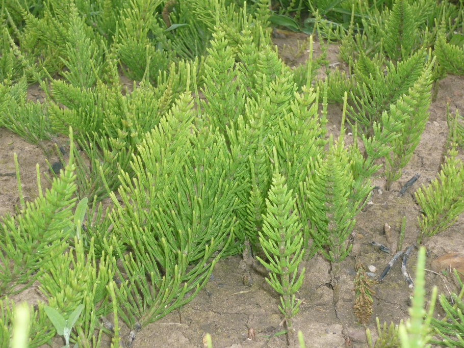 Horsetail Equisetum arvense растение