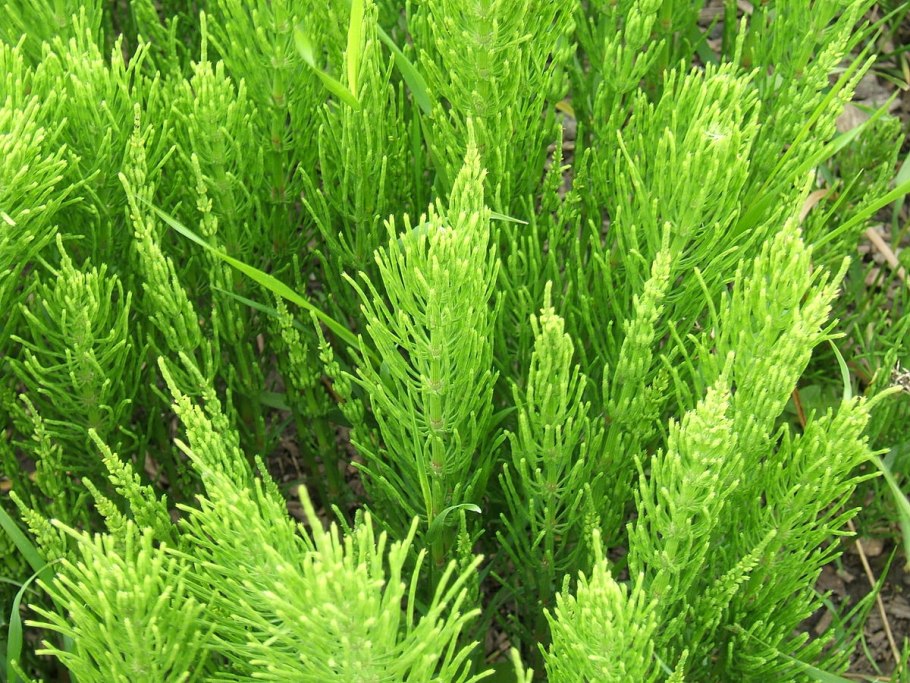 Horsetail Equisetum arvense растение