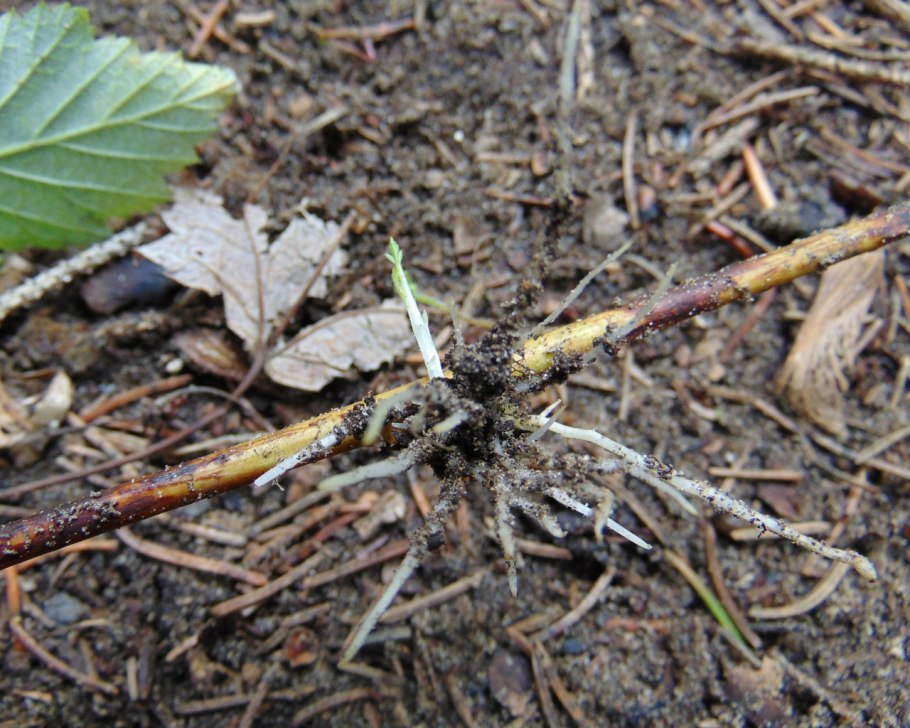 Черенкование магнолии весной