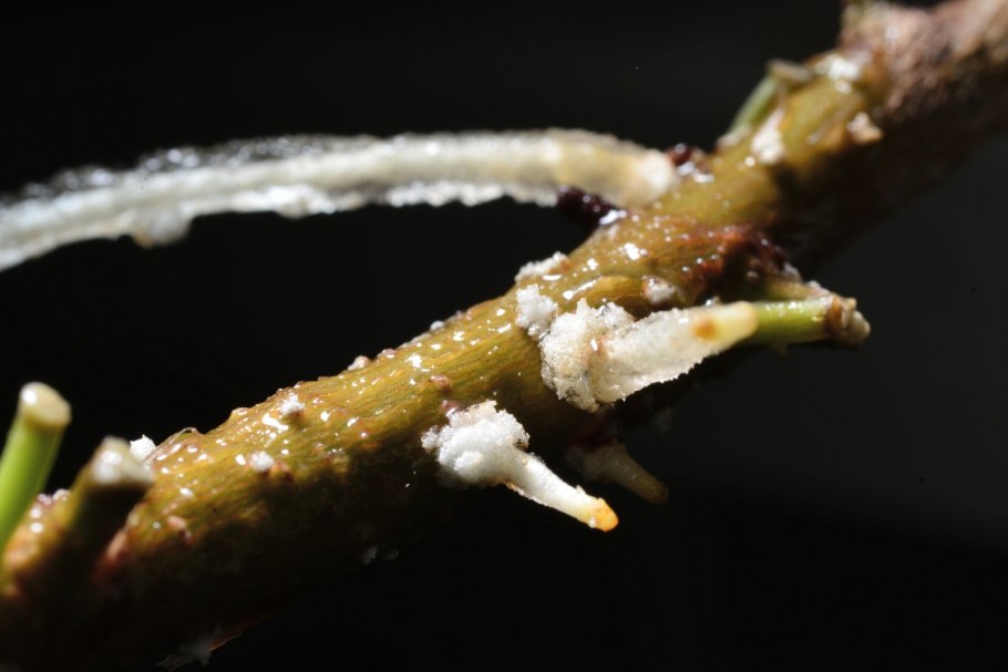 Черенкуем древовидный пион