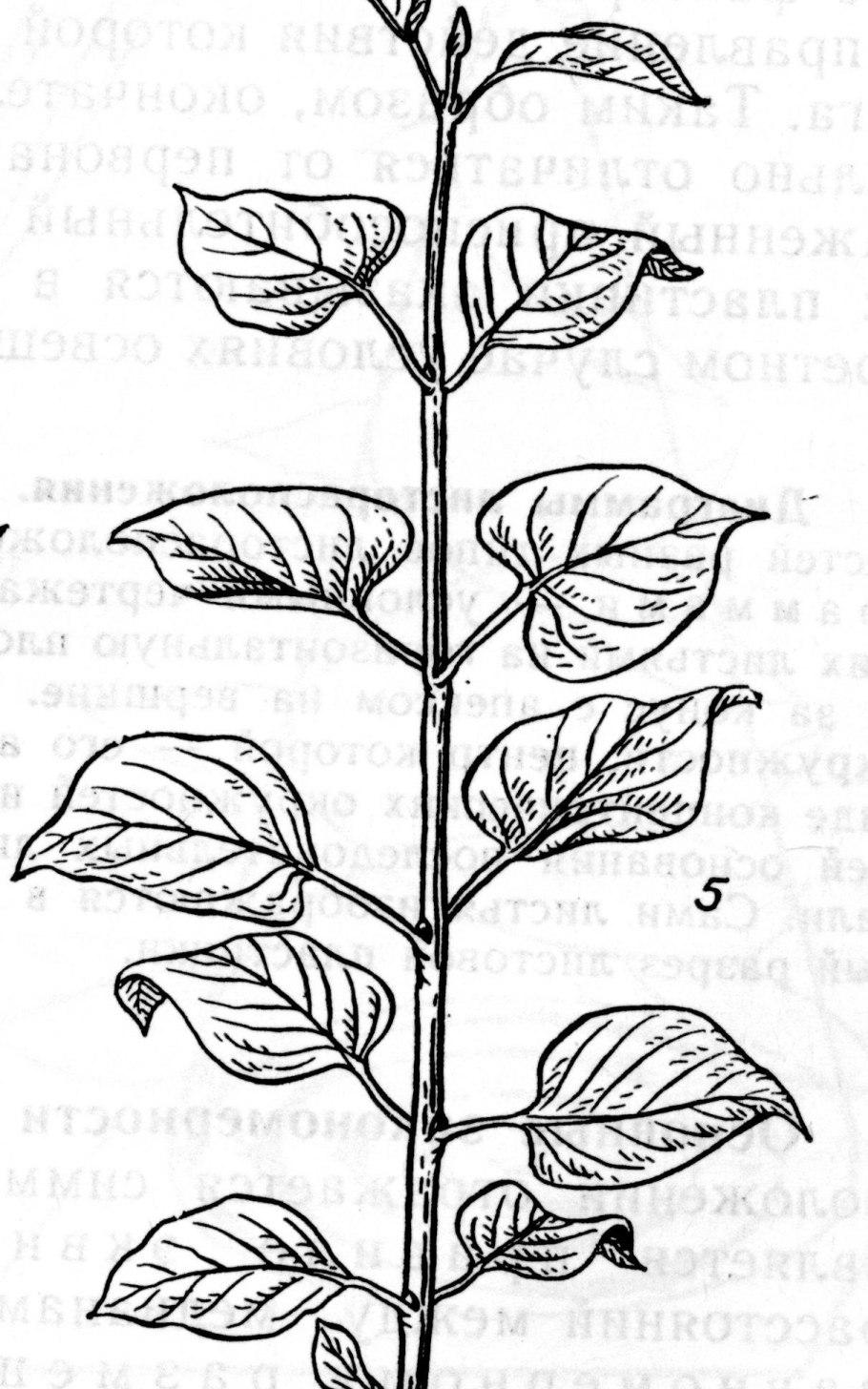 Корневая система бамбука