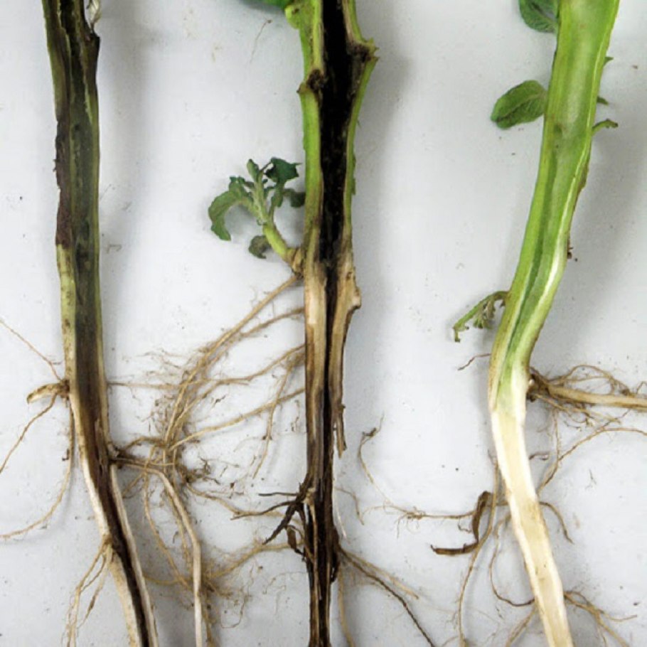 Стебель растения