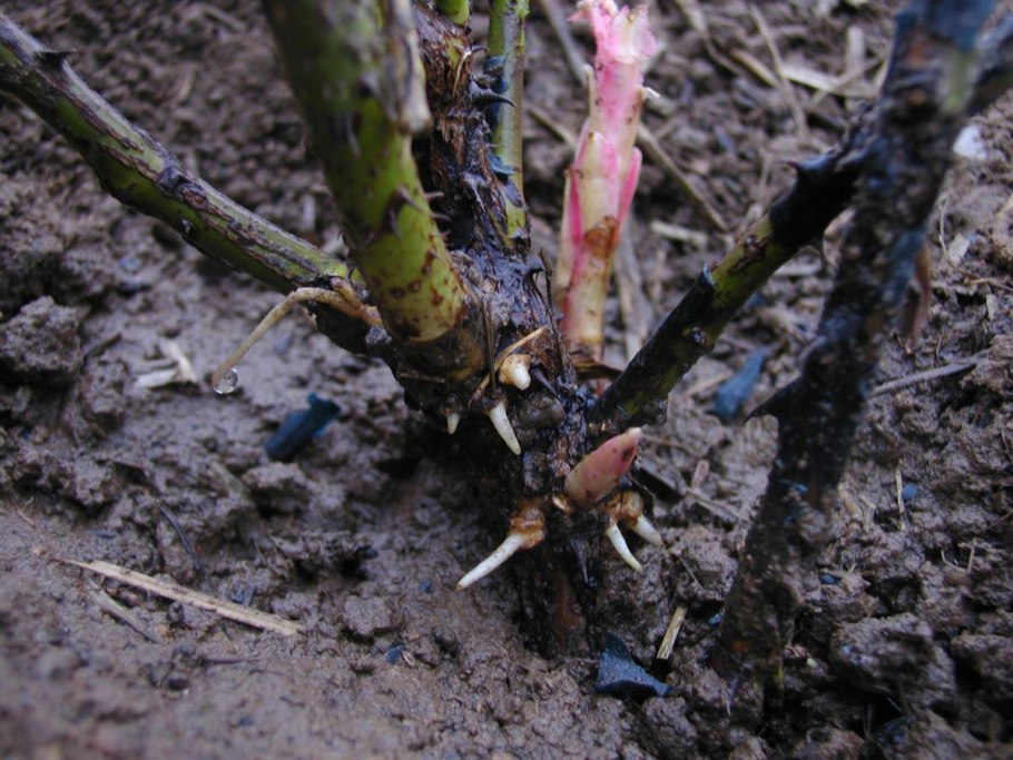 Лиственные черенки