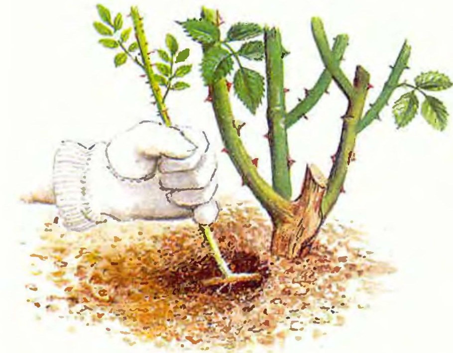 Корневая поросль у розы