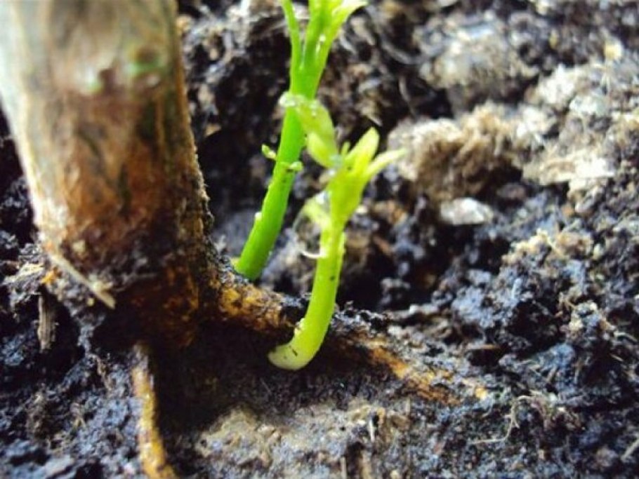 Гортензия древовидная корни