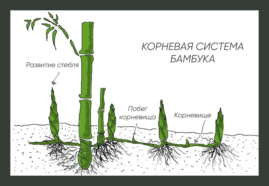 Побег с верхушечной почкой Тополь