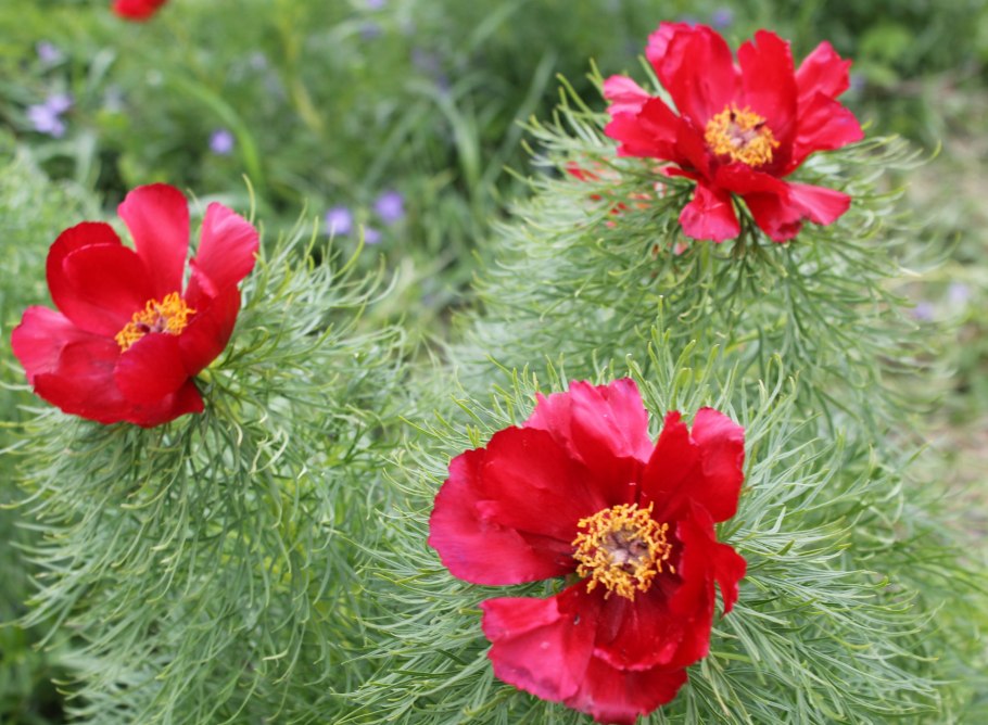 Пион тонколистный Воронец