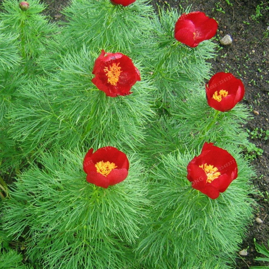 Пион тонколистный Paeonia tenuifolia