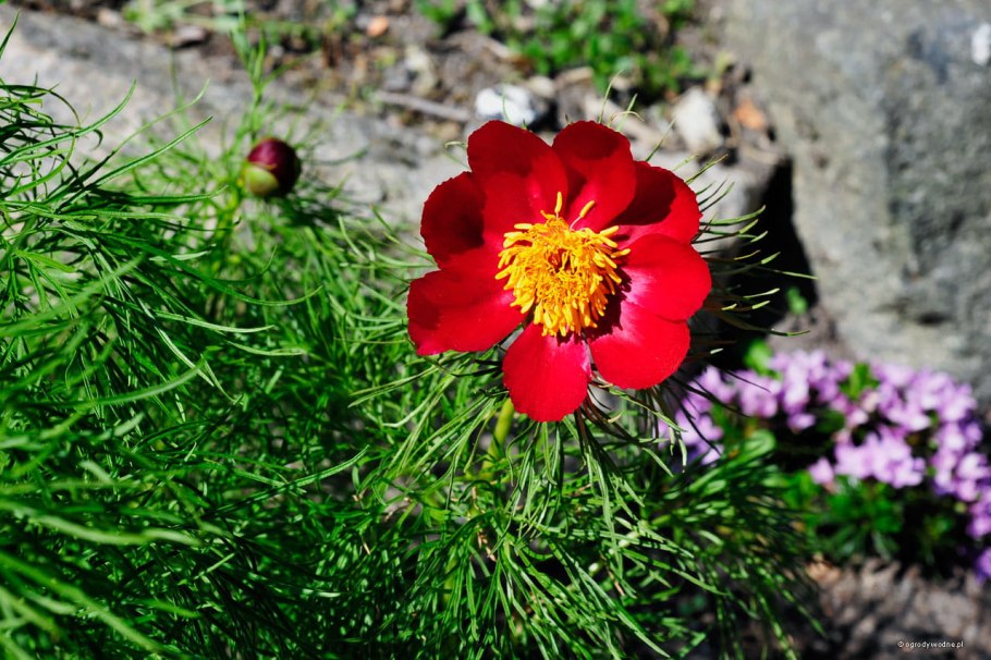 Пион тонколистный