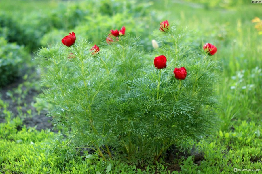 Пион узколистный Воронец