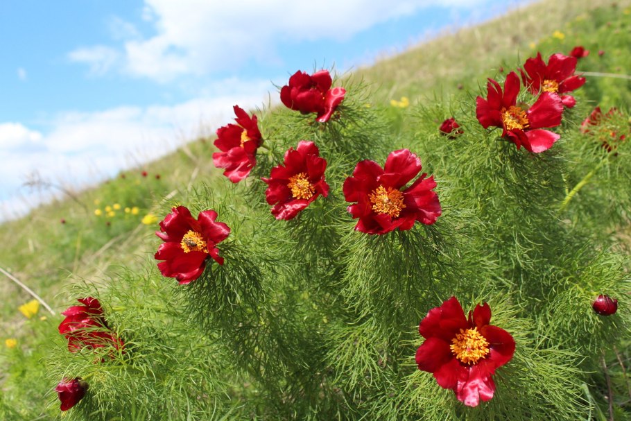 Пион тонколистный Ульяновская