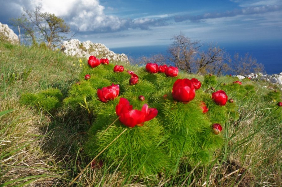 Крымский пион узколистный