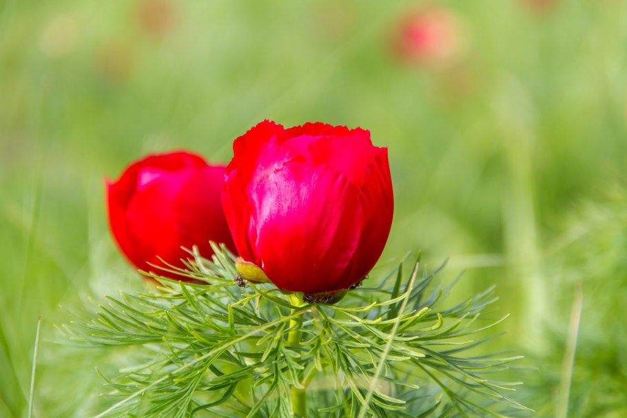 Лазорики фото