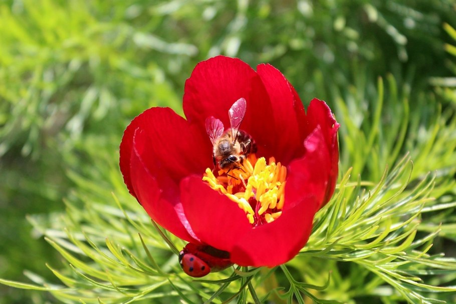 Пион узколистный Воронец