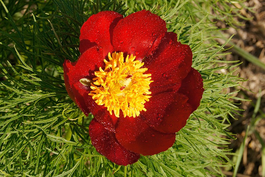 Пион узколистный Воронец