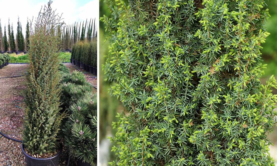 Punica granatum дерево