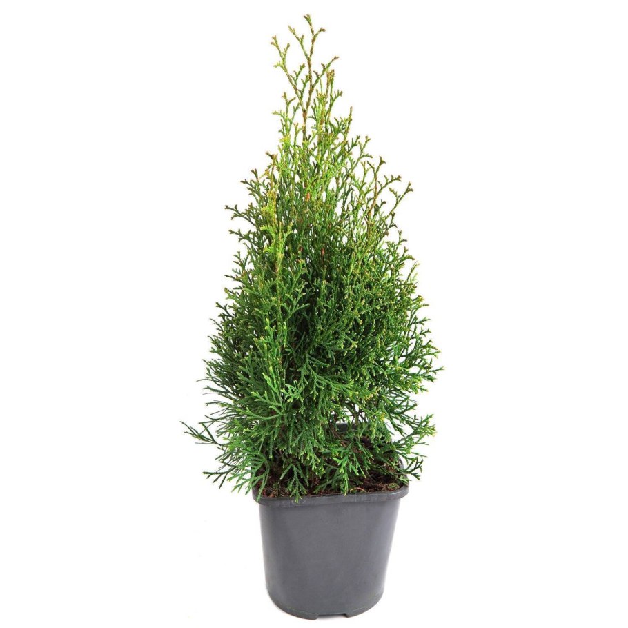 Можжевельник Хиберника