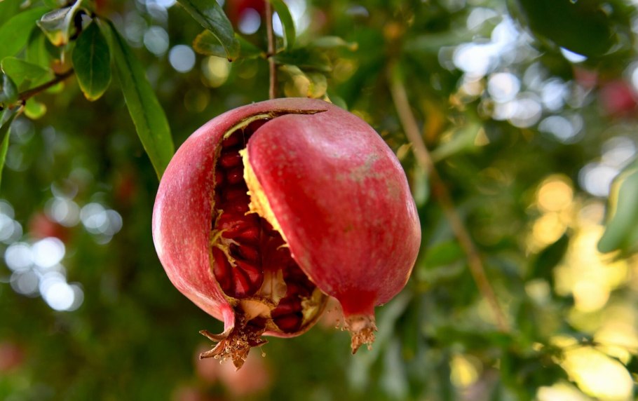 Можжевельник Сиберника