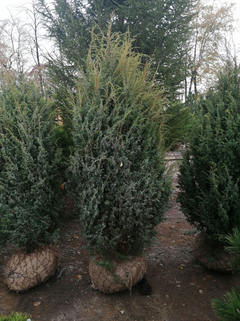 Гранат обыкновенный Punica granatum