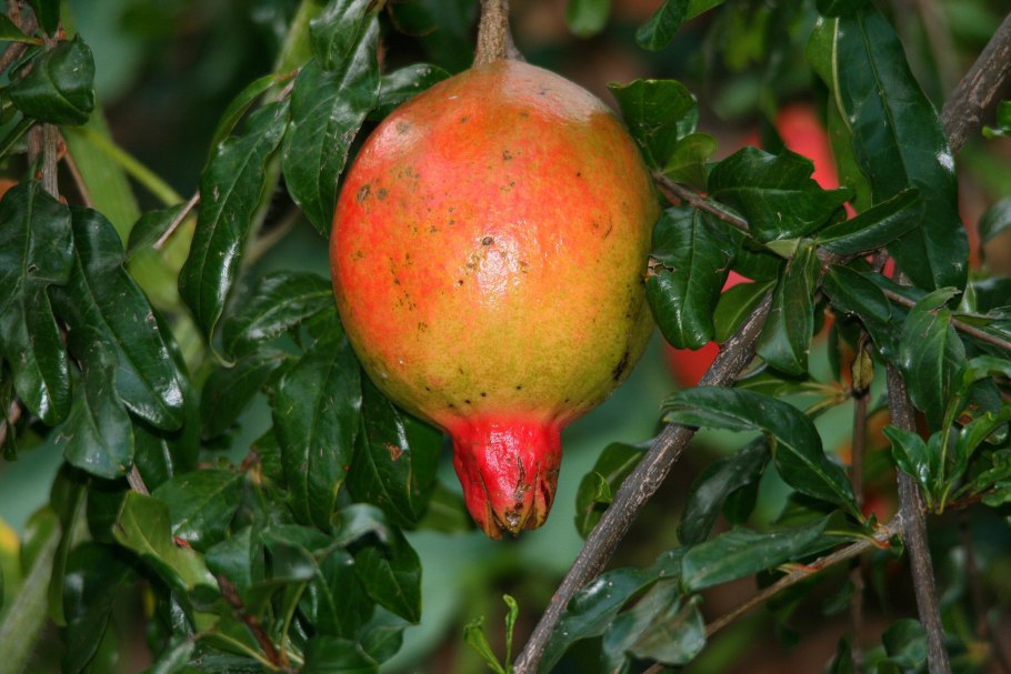 Punica granatum