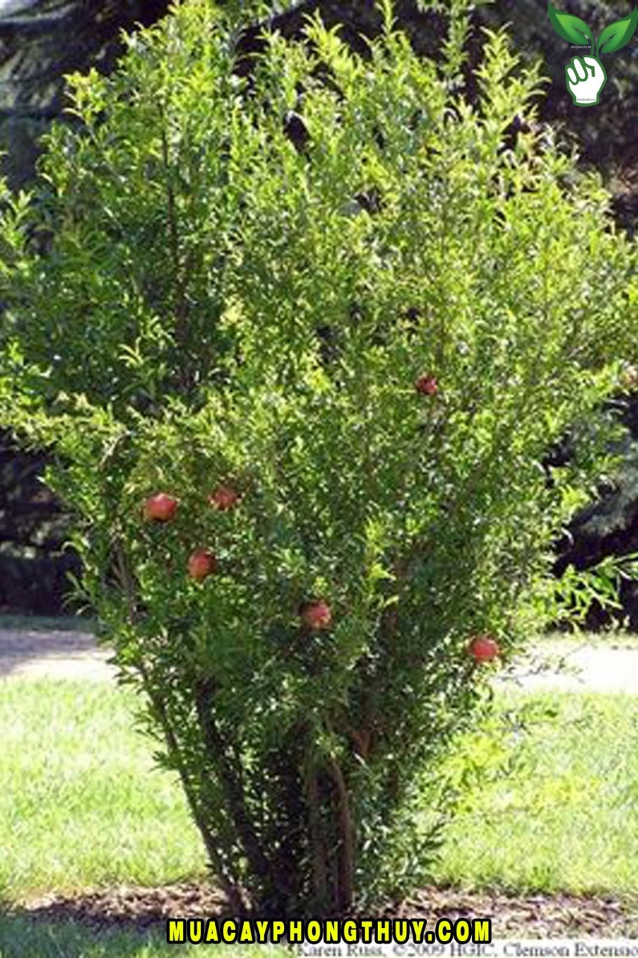 Гранат дерево