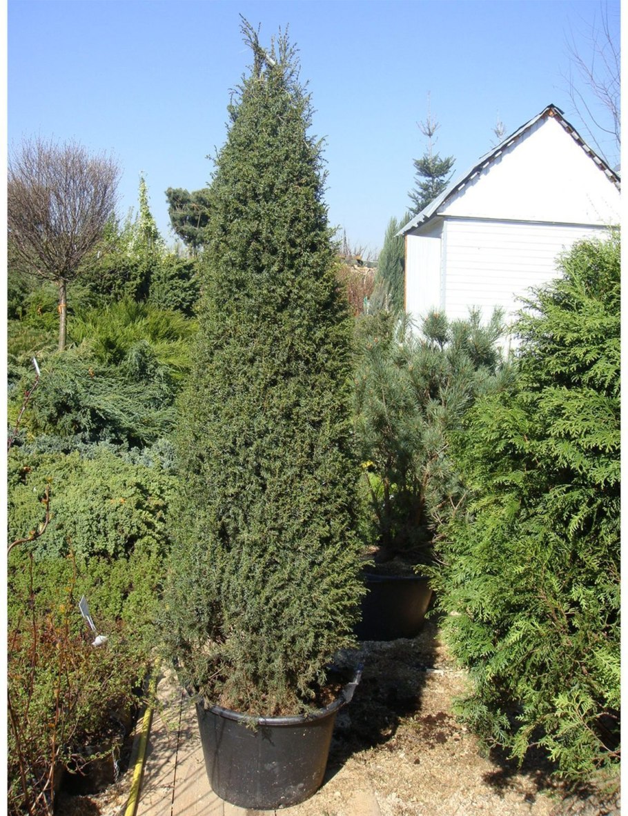 Гранат Мексика