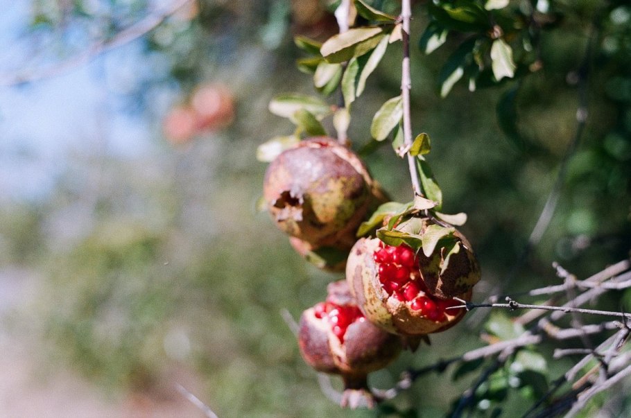 Гранат на ветке
