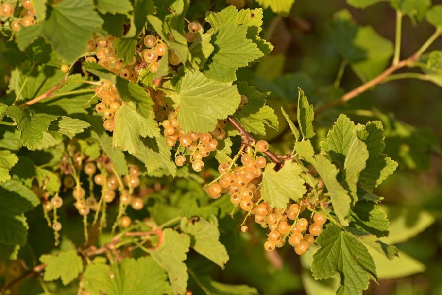 Смородина белая Витте Холландер