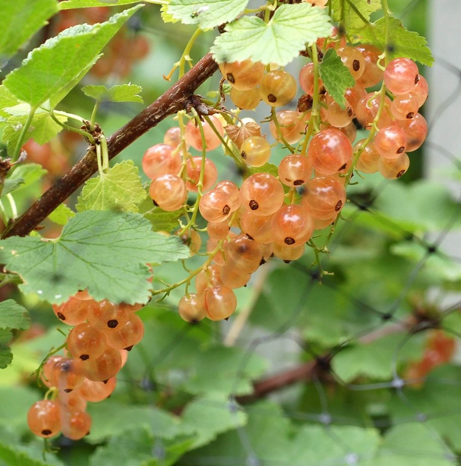 Смородина белая Беляна (с2)