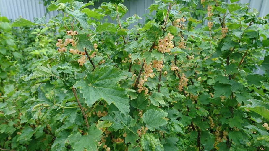 Смородина белая кустарник