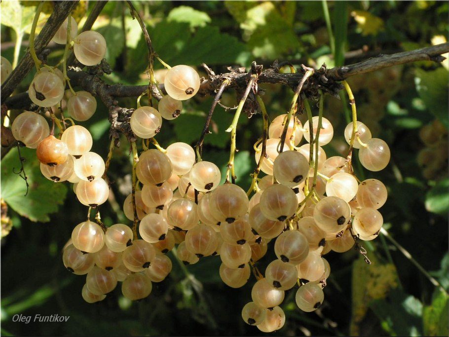 Смородина белая "Императорская желтая" (2-4 ветки)