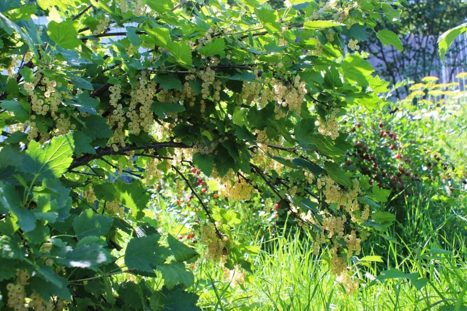 Смородина белая Версальская белая