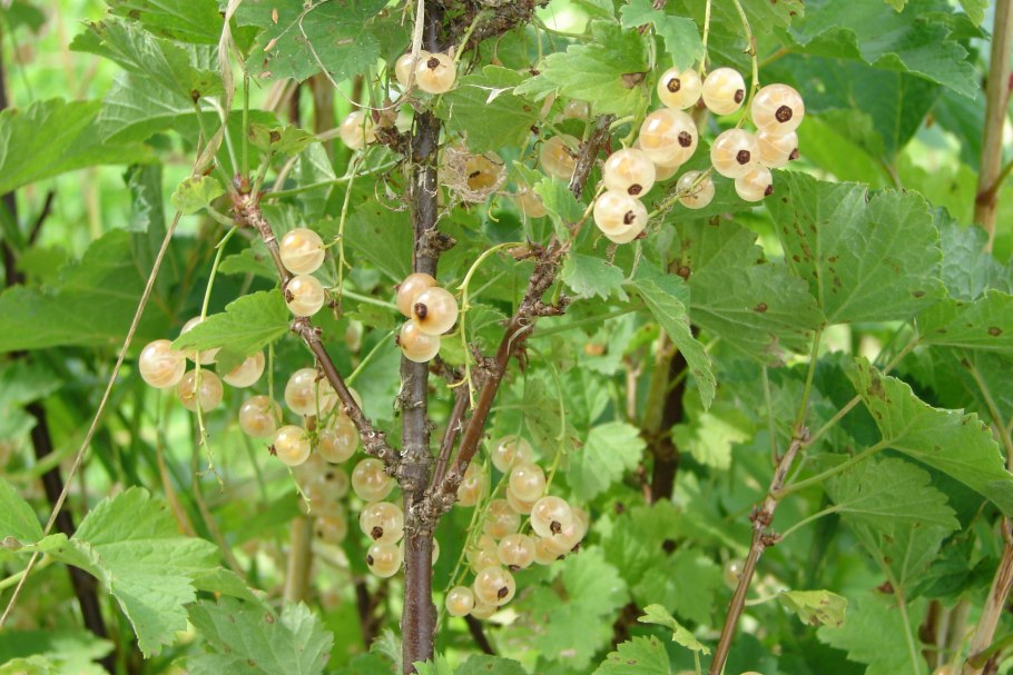 Смородина белая Версальская