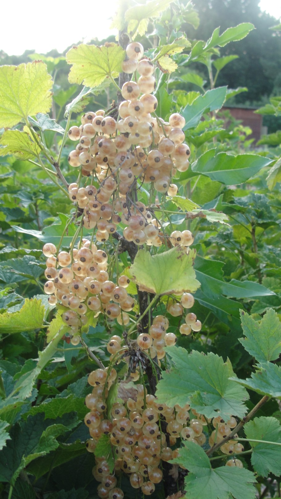 Куст цветущей смородины