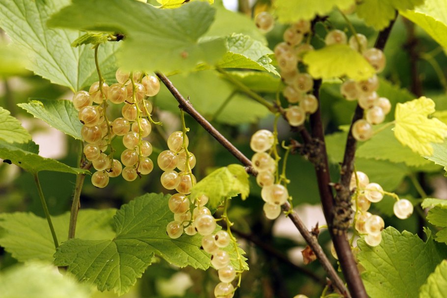 Неспелая черная смородина