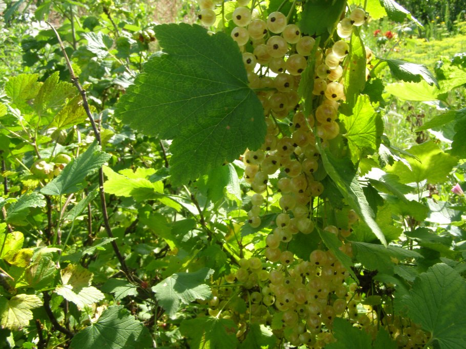 Смородина пенсильванская