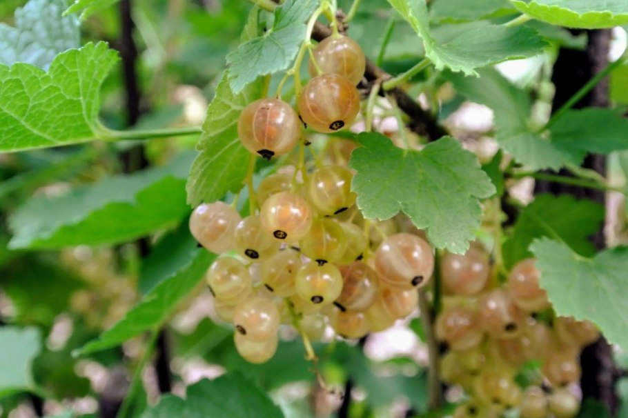 Белая смородина кустик