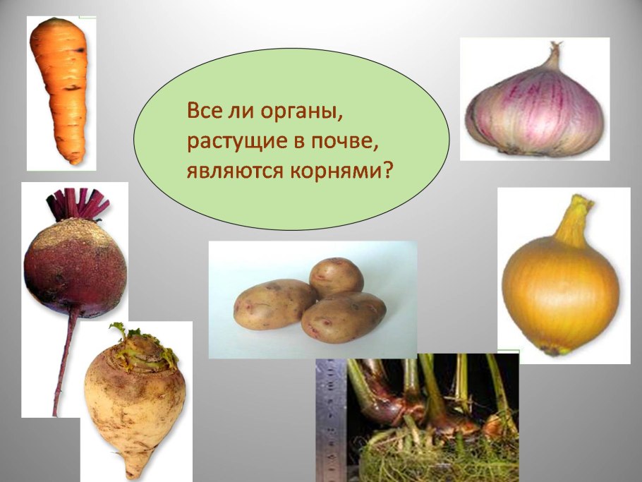Видоизменённые надземные побеги