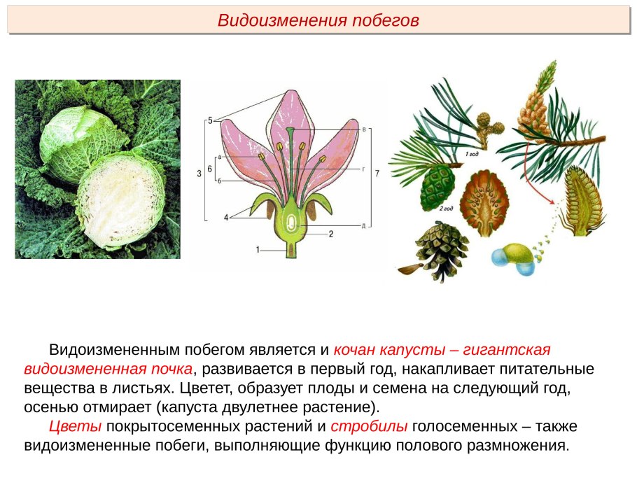 Строение видоизмененных побегов клубень