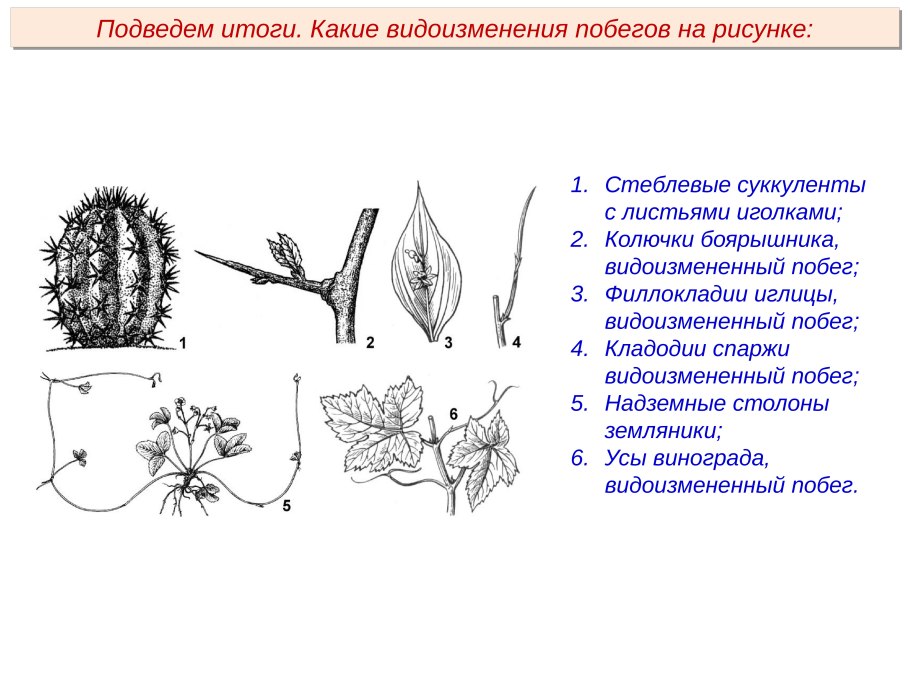 Типы жилкования листа