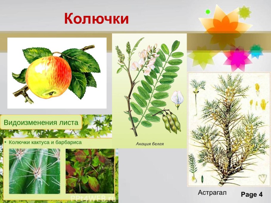 Побеги насекомоядных растений органы