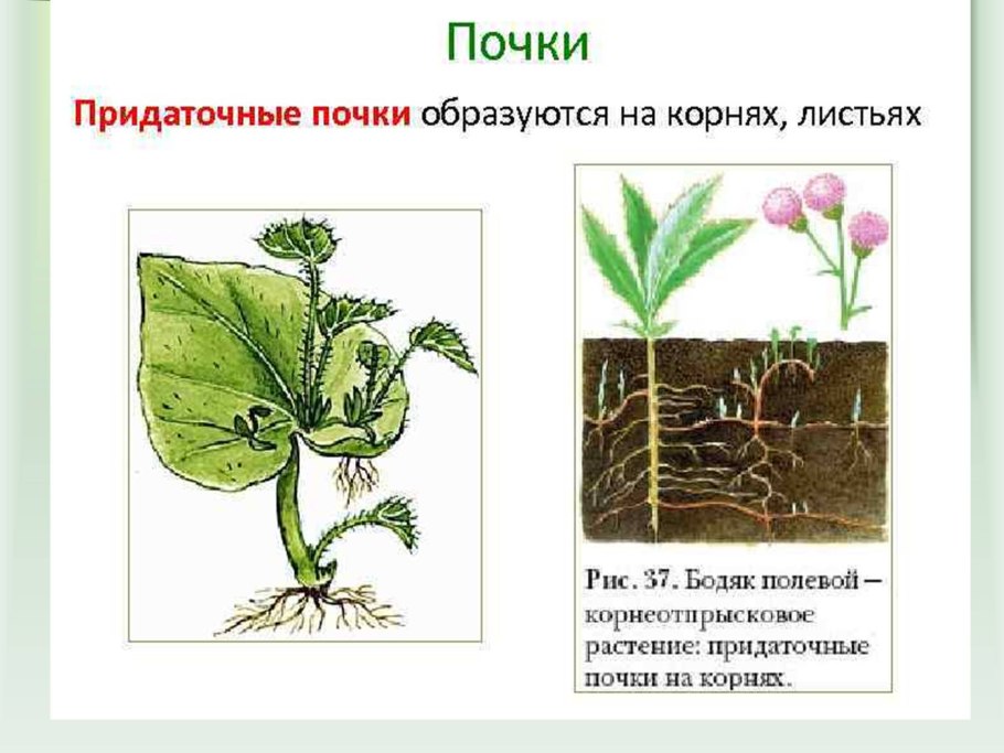 Тернии Терновник