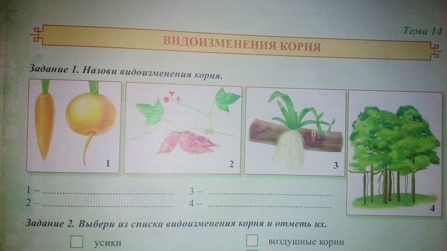Плодожорка на сливе и яблоне